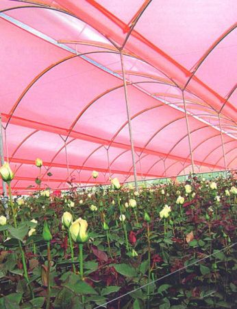 Пленка полиэтиленовая для парников 12х33 м 180мк